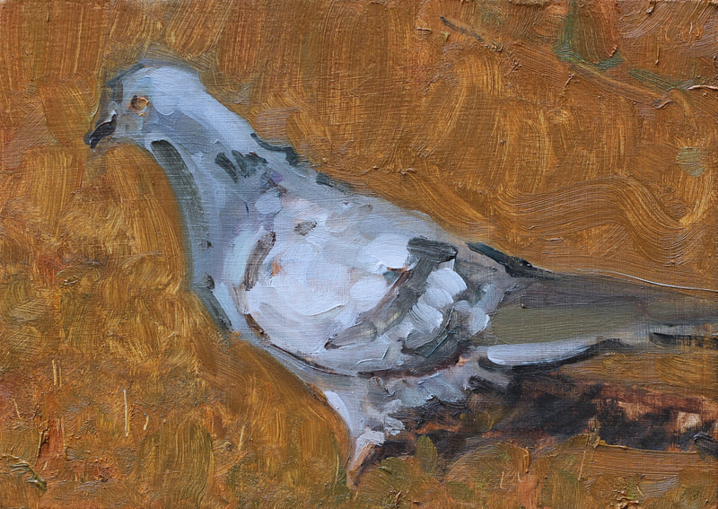 Pigeon Study - 15x20cm, Oil on Card, Martin Hill